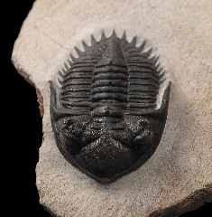 Moroccan Kayserops trilobite for sale | Buried Treasure Fossils