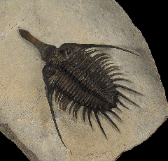 Psychopyge elegans trilobite