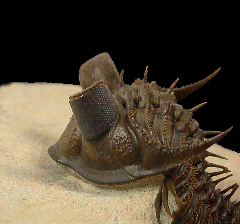 Erbenochile issoumourensis, the Big Eyes trilobite | Buried Treasure Fossils