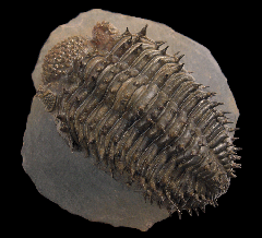 Moroccan Drotops armatus trilobite