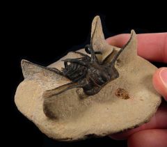 Dicranurus monstrosus