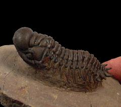 Crotalocephalina trilobite | Buried Treasure Fossils