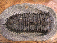 Burmeisterella sp. trilobite for sale | Buried Treasure Fossils