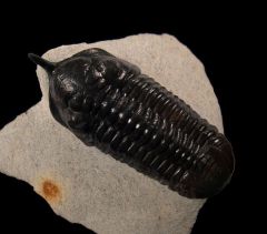 Morocconites trilobite | Buried Treasure Fossils