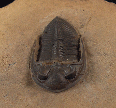 Odontochile sp. trilobite  | Buried Treasure Fossils