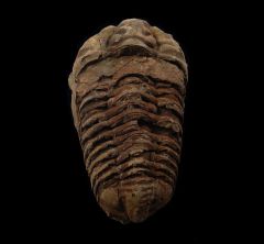 Calymene trilobite for sale | Buried Treasure Fossils