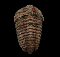Moroccan Calymene trilobite | Buried Treasure Fossils