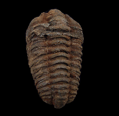 Moroccan Calymene trilobite for sale | Buried Treasure Fossils
