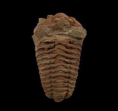 Calymene trilobite | Buried Treasure Fossils
