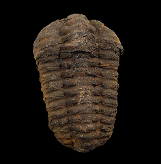 Calymene trilobite for sale | Buried Treasure Fossils