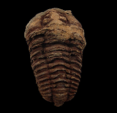 Ordovician Calymene trilobite | Buried Treasure Fossils