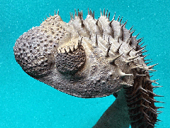 Moroccan Drotops armatus trilobite | Buried Treasure Fossils