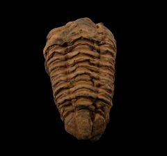 Ordovician Calymene trilobite for sale | Buried Treasure Fossils