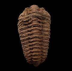 Ordovician Calymene trilobite for sale | Buried Treasure Fossils