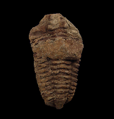 Ordovician Calymene trilobite