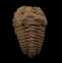 Ordovician Calymene trilobite