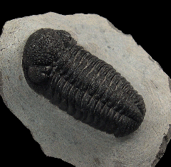 Phacops speculator trilobite | Buried Treasure Fossils