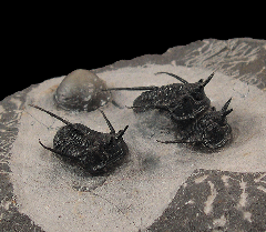 Cyphaspis tafilaltense trilobite | Buried Treasure Fossils