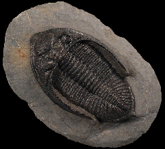 Zilchovaspis rogusa trilobite | Buried Treasure Fossils