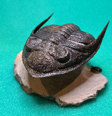 Zilchovaspis rogusa trilobite | Buried Treasure Fossils