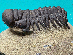 Crotalocephalina trilobite | Buried Treasure Fossils