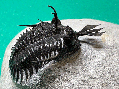 Walliserops lindoei trilobite | Buried Treasure Fossils