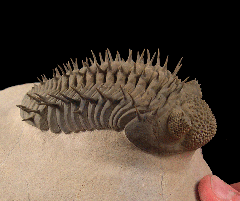 Moroccan Drotops armatus trilobite | Buried Treasure Fossils