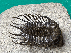 Koneprusia dahmani trilobite | Buried Treasure Fossils