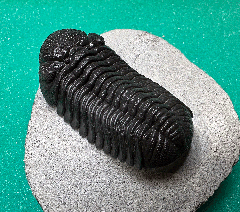 Moroccan Phacops trilobite | Buried Treasure Fossils