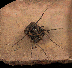 Comura spiny trilobite for sale