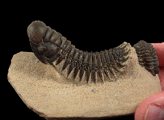 Rare Crotalocephalina trilobite for sale | Buried Treasure Fossils