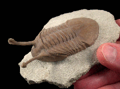 Asaphus kowalewskii LAWROW 1860 | Buried Treasure Fossils