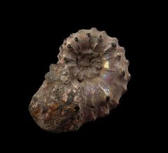 Kosmoceras sp.