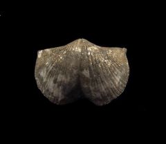 Pyritized Devonian brachiopod for sale | Buried Treasure Fossils