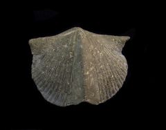 Paraspirifer bownockeri