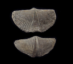 Mucrospirifer thedfordensis - Devonian | Buried Treasure Fossils