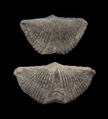 Canadian Brachiopods for sale | Buried Treasure Fossils