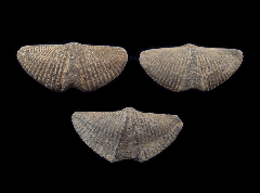 Mucrospirifer thedfordensis from Canada | Buried Treasure Fossils