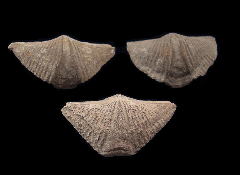 Mucrospirifer thedfordensis from Canada for sale | Buried Treasure Fossils
