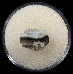 Peripristis semicircularis tooth | Buried Treasure Fossils