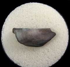 Lagarodus tooth for sale | Buried Treasure Fossils