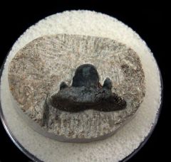 Lagarodus tooth for sale | Buried Treasure Fossils