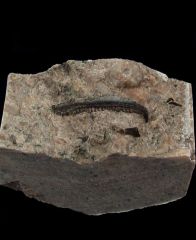 Orodus tooth for sale | Buried Treasure Fossils