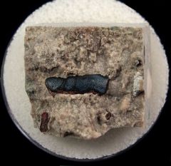 Lagarodus tooth for sale | Buried Treasure Fossils