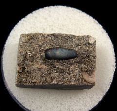 Orodus tooth for sale | Buried Treasure Fossils