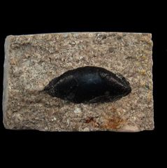 Sandolodus tooth | Buried Treasure Fossils