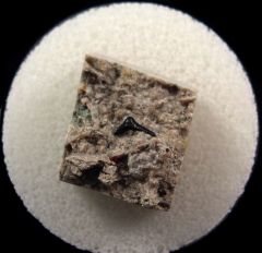 Chomatodus multiplicatus tooth | Buried Treasure Fossils