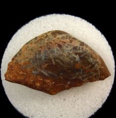 Kentucky Sandolodus tooth for sale | Buried Treasure Fossils