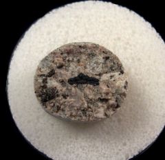 Mississippian Campodus tooth for sale | Buried Treasure Fossils