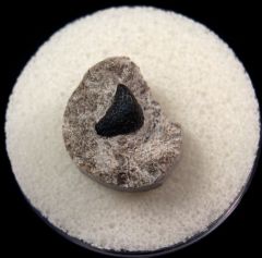 Symmorium  tooth base for sale | Buried Treasure Fossils